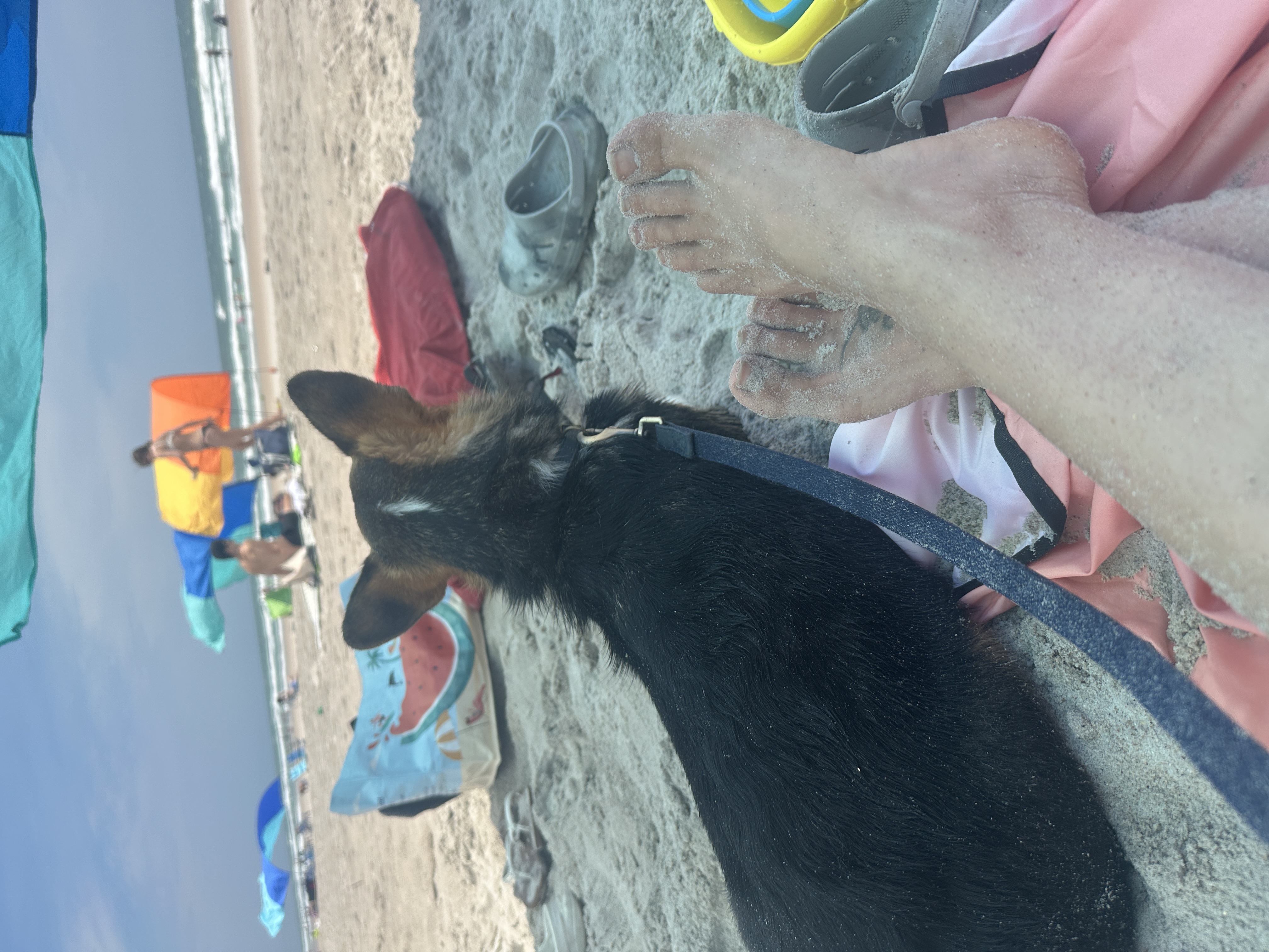 Beach Puppies